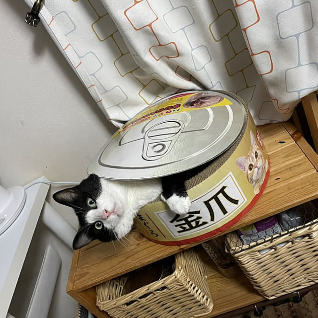 koromaroさんの実例写真
