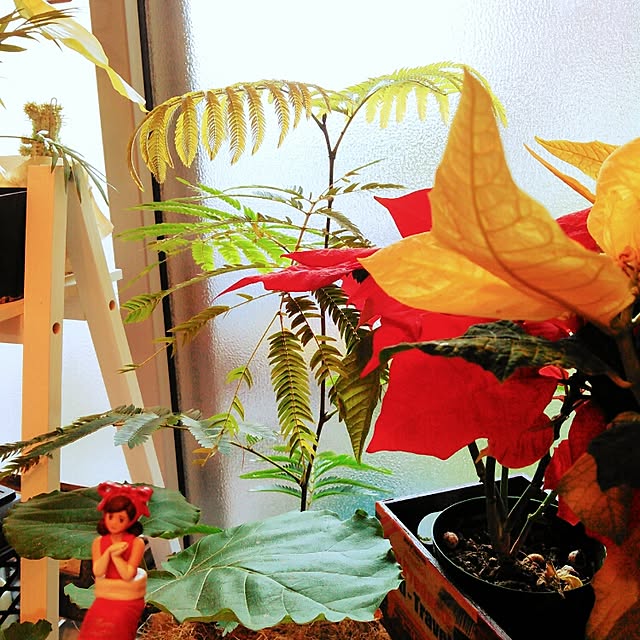 akr29さんの実例写真
