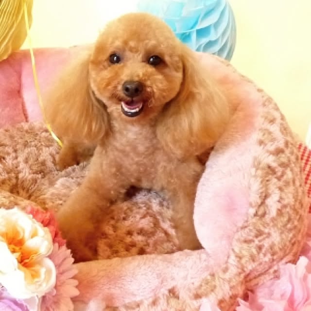 Momoさんの実例写真