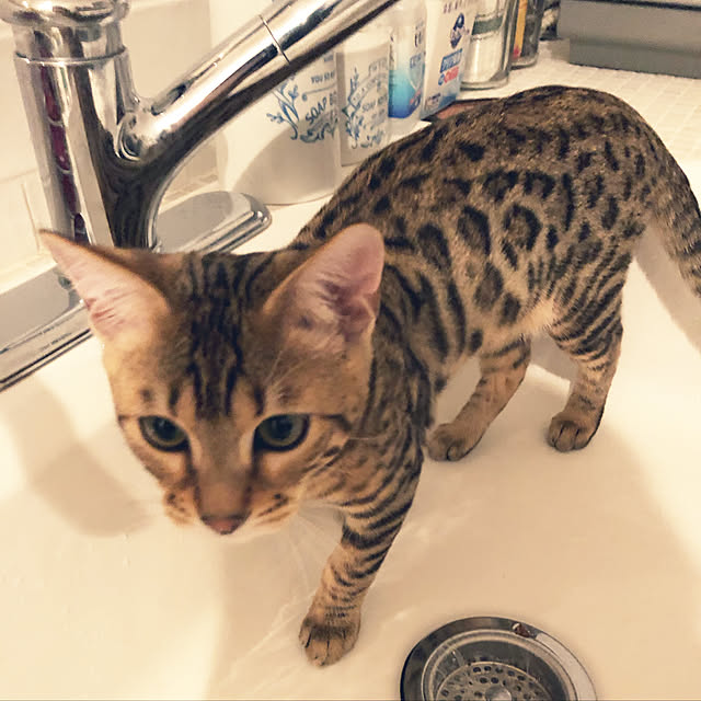 junchanさんの実例写真