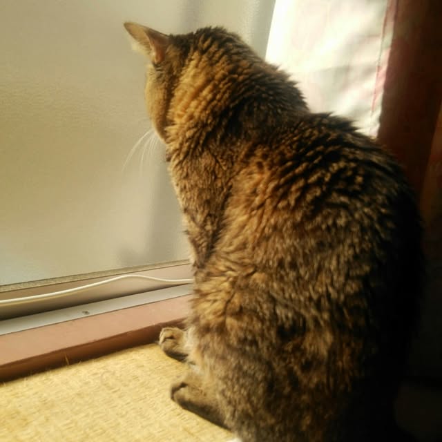kittenblueさんの実例写真