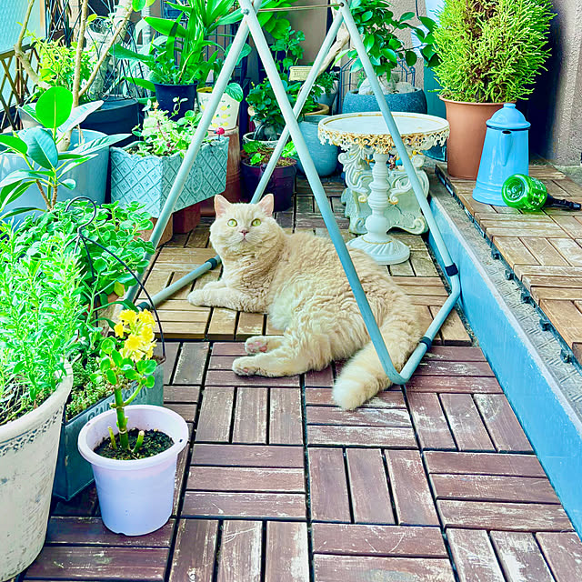 naokoさんの部屋