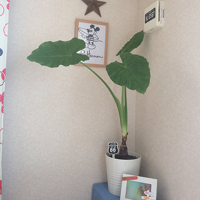 Mayuuuさんの実例写真