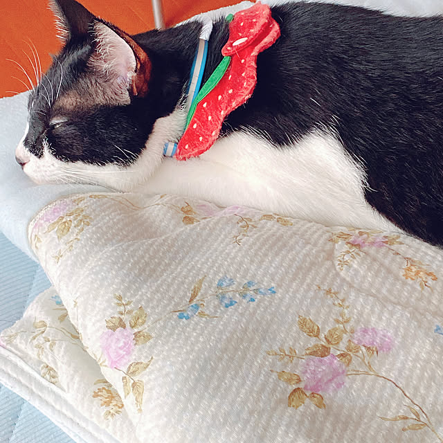 moolさんの実例写真