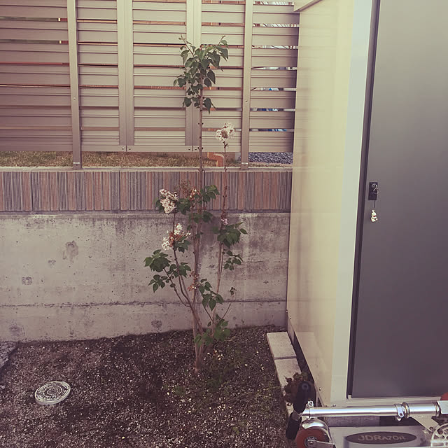 sachimさんの実例写真