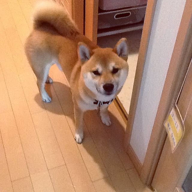 kotaさんの実例写真