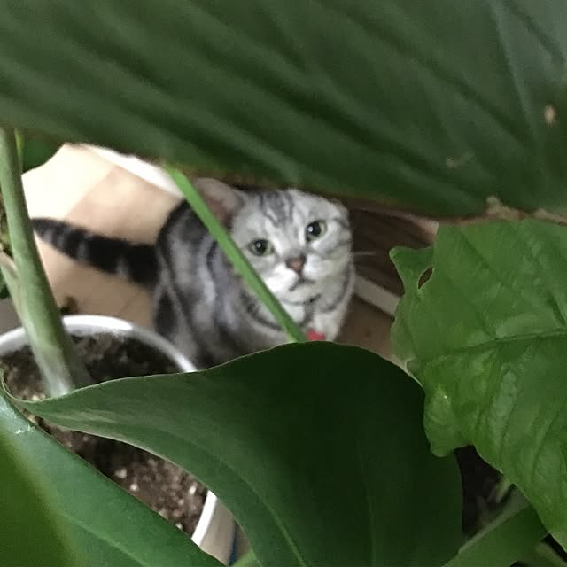 キッチン/猫のインテリア実例 - 2017-06-26 02:22:28