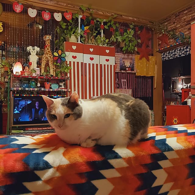 実例写真