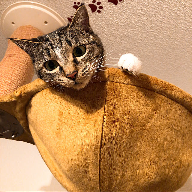 mit_iさんの実例写真