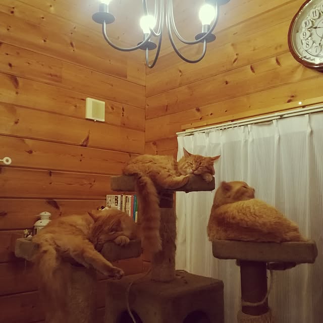 Maki-nekomamireさんの実例写真