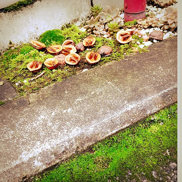 minomonさんの実例写真