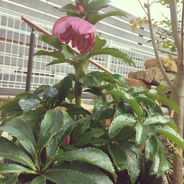 hanahanaさんの実例写真