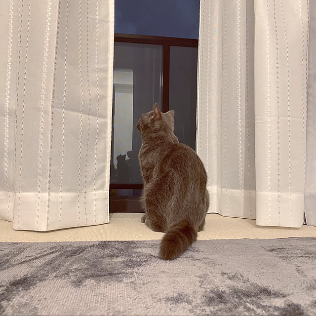 pigukoさんの実例写真