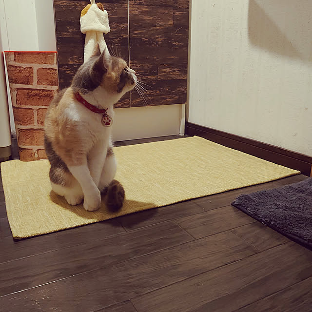 fukuさんの実例写真