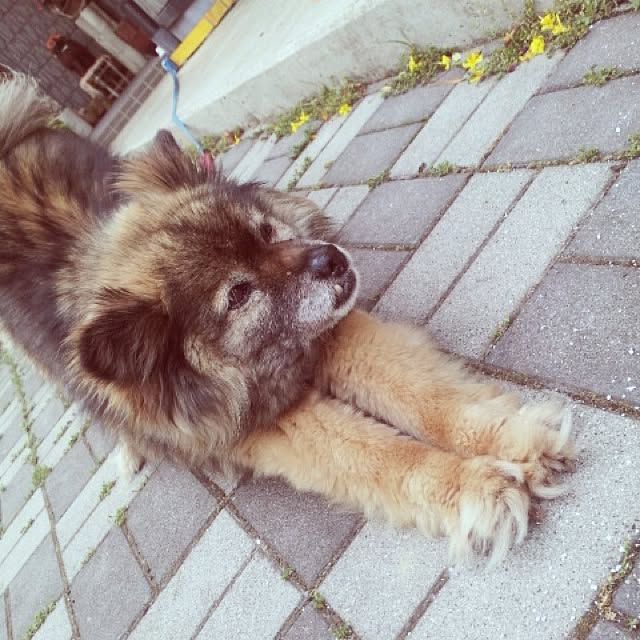 実例写真