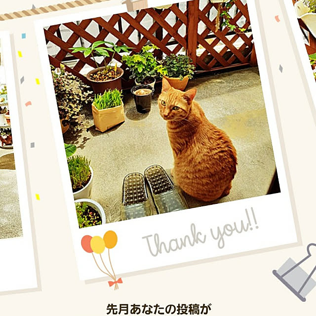 chisaviさんの実例写真