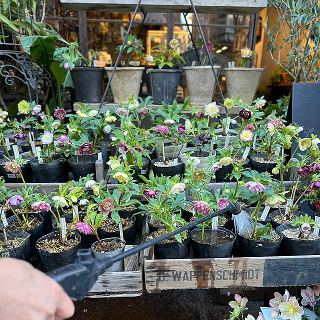 Royal_Gardeners_Clubさんの実例写真