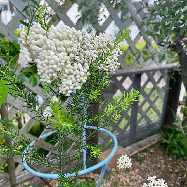 部屋全体/ライスフラワー/ガーデニング/花のある暮らし/植物のある暮らし...などのインテリア実例 - 2024-04-30 07:02:07