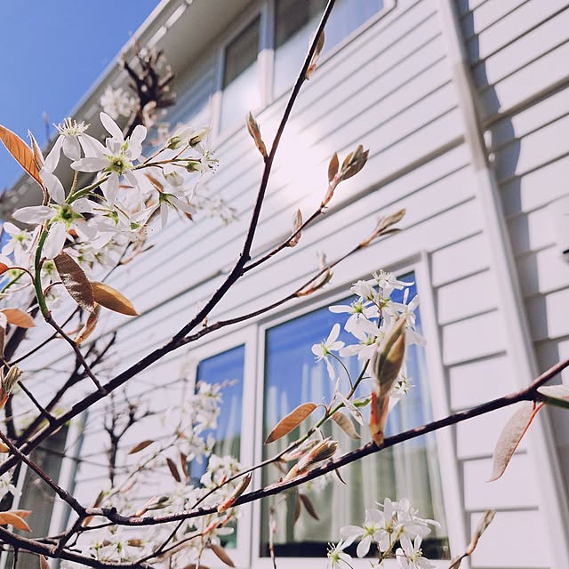 surviveさんの部屋