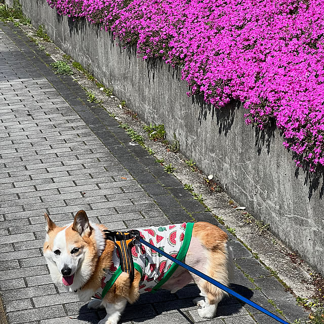 SIROさんの部屋