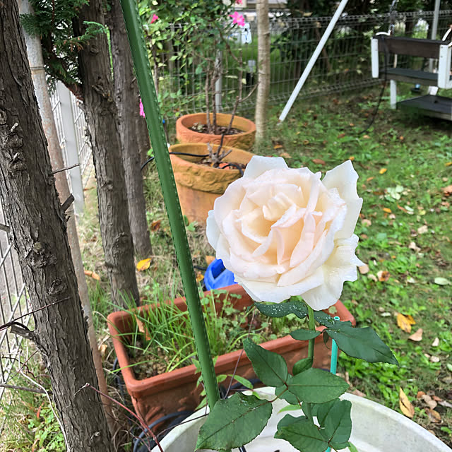 roserose555さんの実例写真