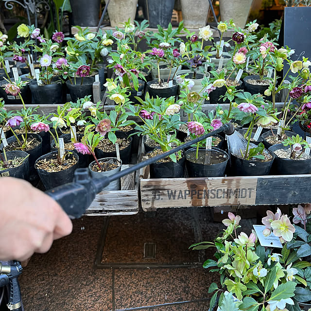 Royal_Gardeners_Clubさんの実例写真