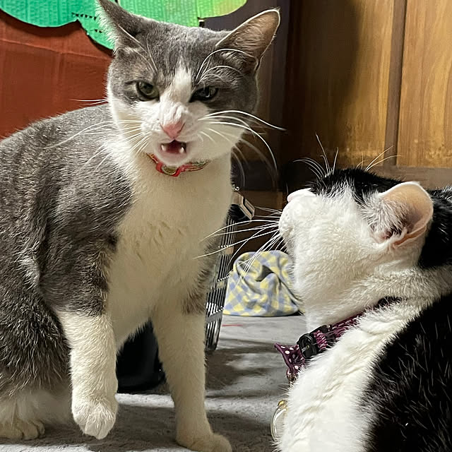 nekosamaさんの実例写真