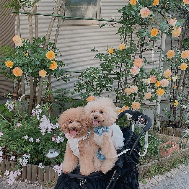 angelrose.yuuさんの実例写真