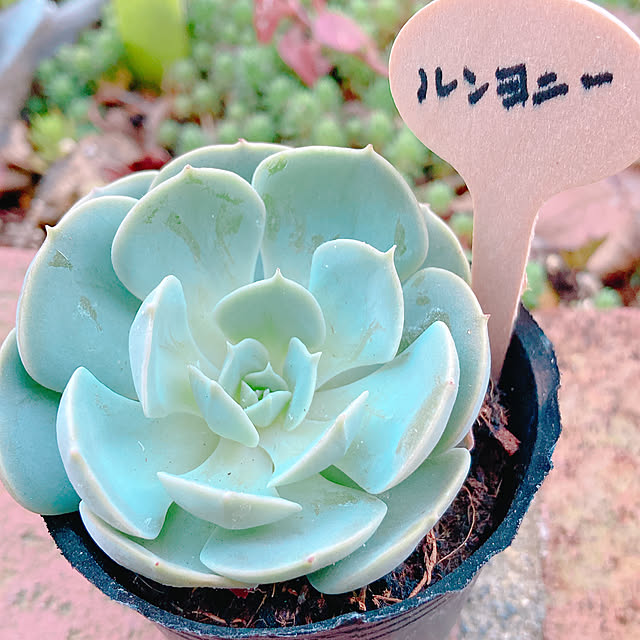 Hanakaさんの部屋