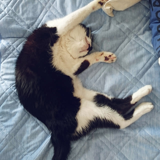 kajyuさんの実例写真