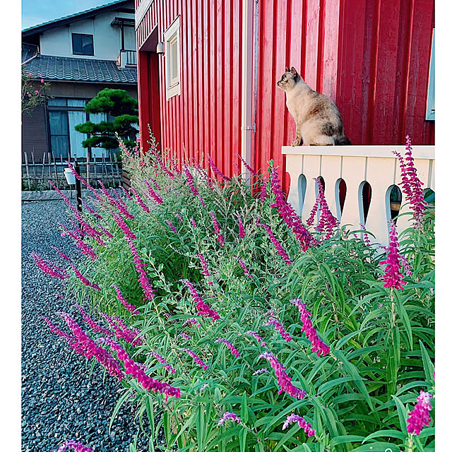 miyaさんの実例写真