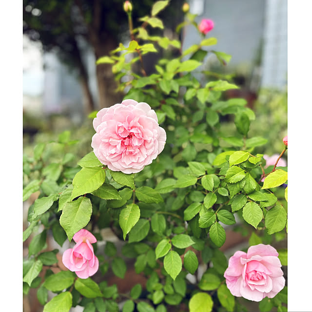 CoCo0617さんの部屋