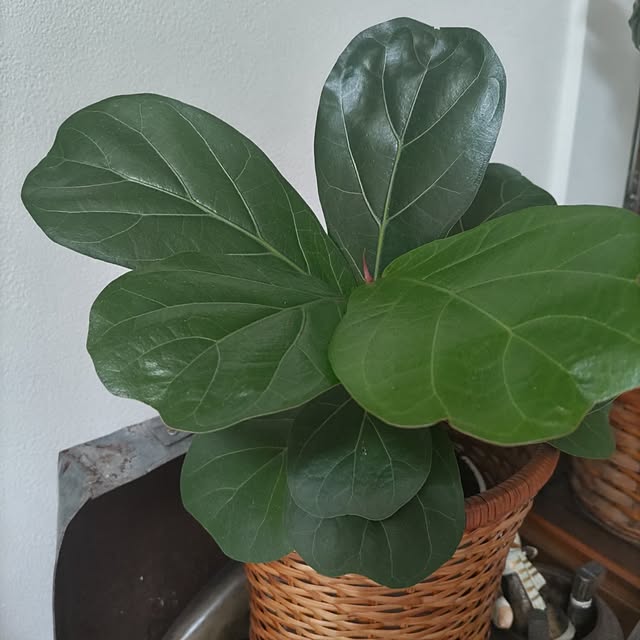 salacocoさんの部屋