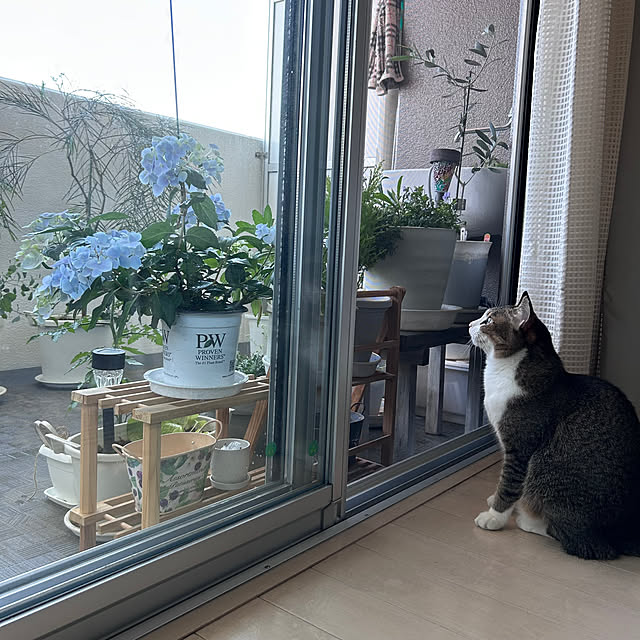nekomiさんの実例写真