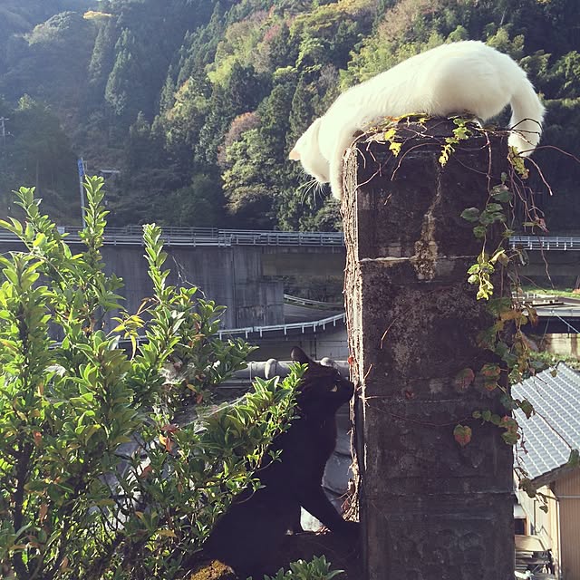 natさんの実例写真
