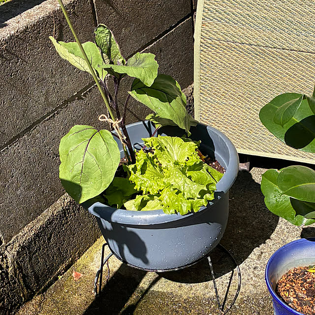 mikan161さんの部屋