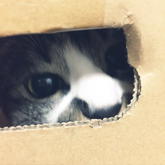 shinoさんの実例写真