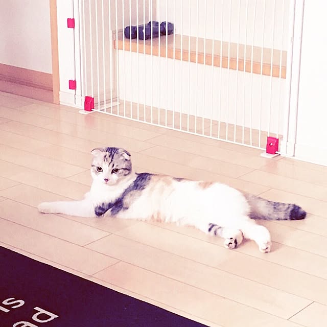 yokkochanさんの実例写真