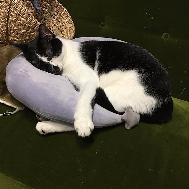 mikomaruさんの実例写真