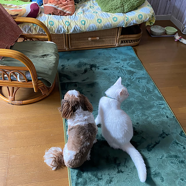 SHIHOさんの実例写真