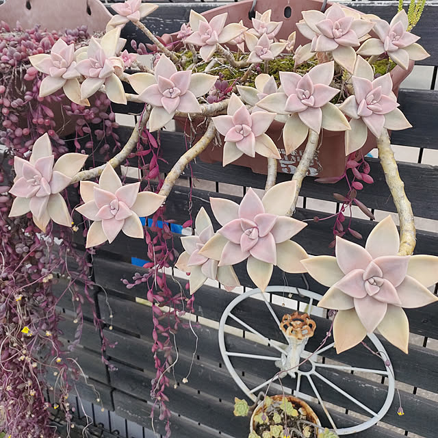 VERANDARJUNさんの実例写真