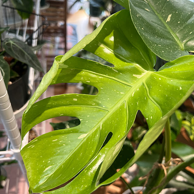 観葉植物 斑入りモンステラのおすすめ商品とおしゃれな実例 観葉植物 斑入りモンステラのおすすめ商品とおしゃれな実例