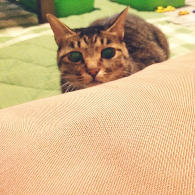 shigimiさんの実例写真