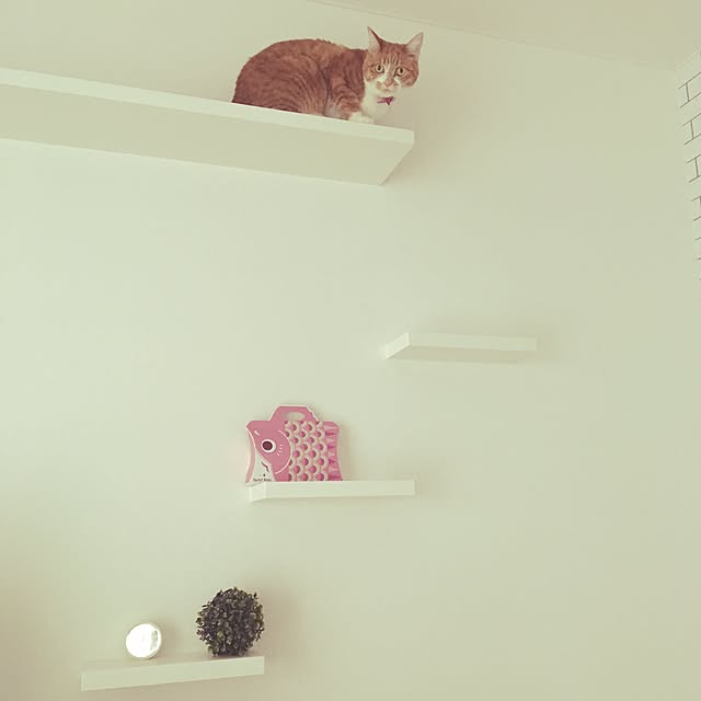 myuuさんの実例写真