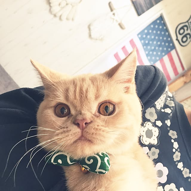 cocoさんの実例写真