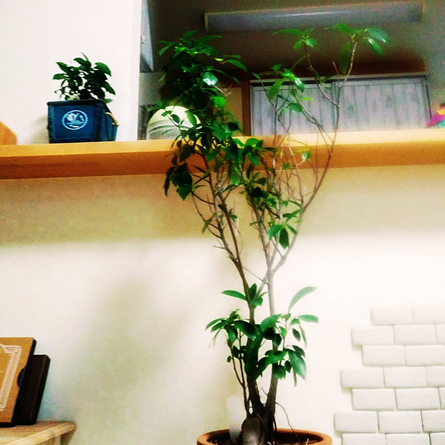 myprinceryuさんの実例写真