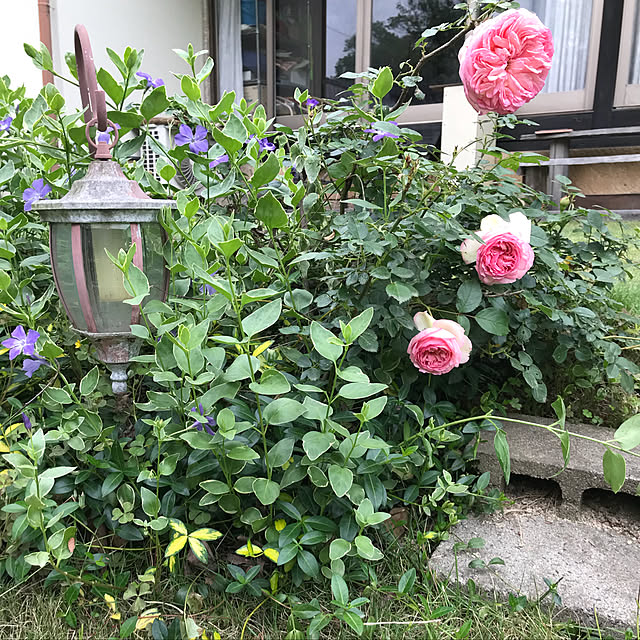 mikiさんの実例写真