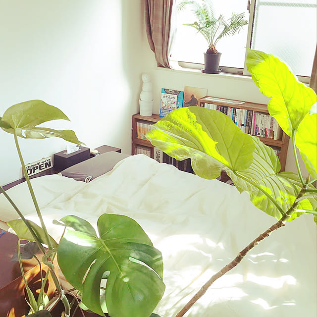 観葉植物/ナチュラル/ベッド周りのインテリア実例 - 2020-01-19 18:12:28
