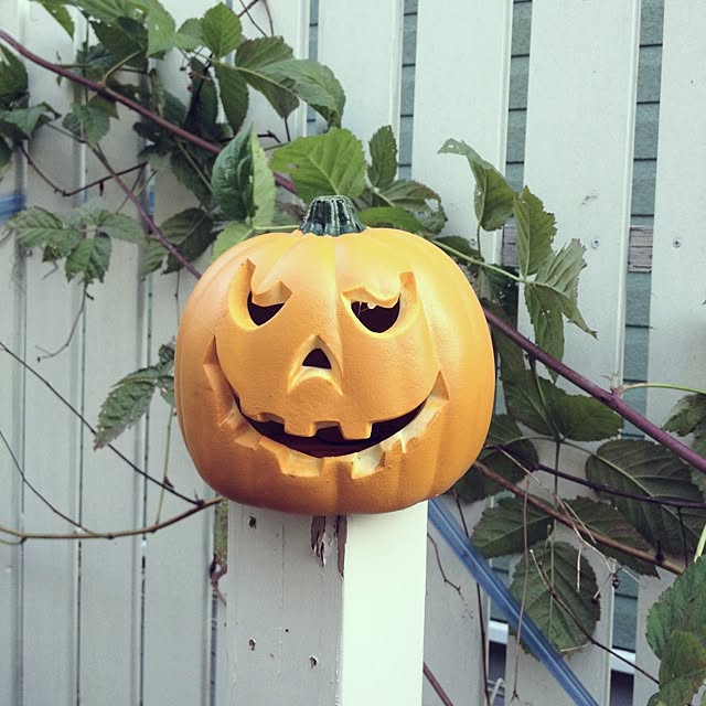 cinnamonさんの実例写真