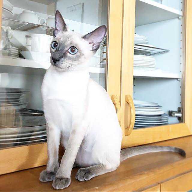 キッチン/食器棚/ねこのいる日常/ナチュラル/北欧...などのインテリア実例 - 2019-05-19 11:29:05